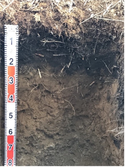写真1 士幌高校内の未耕地の土壌断面